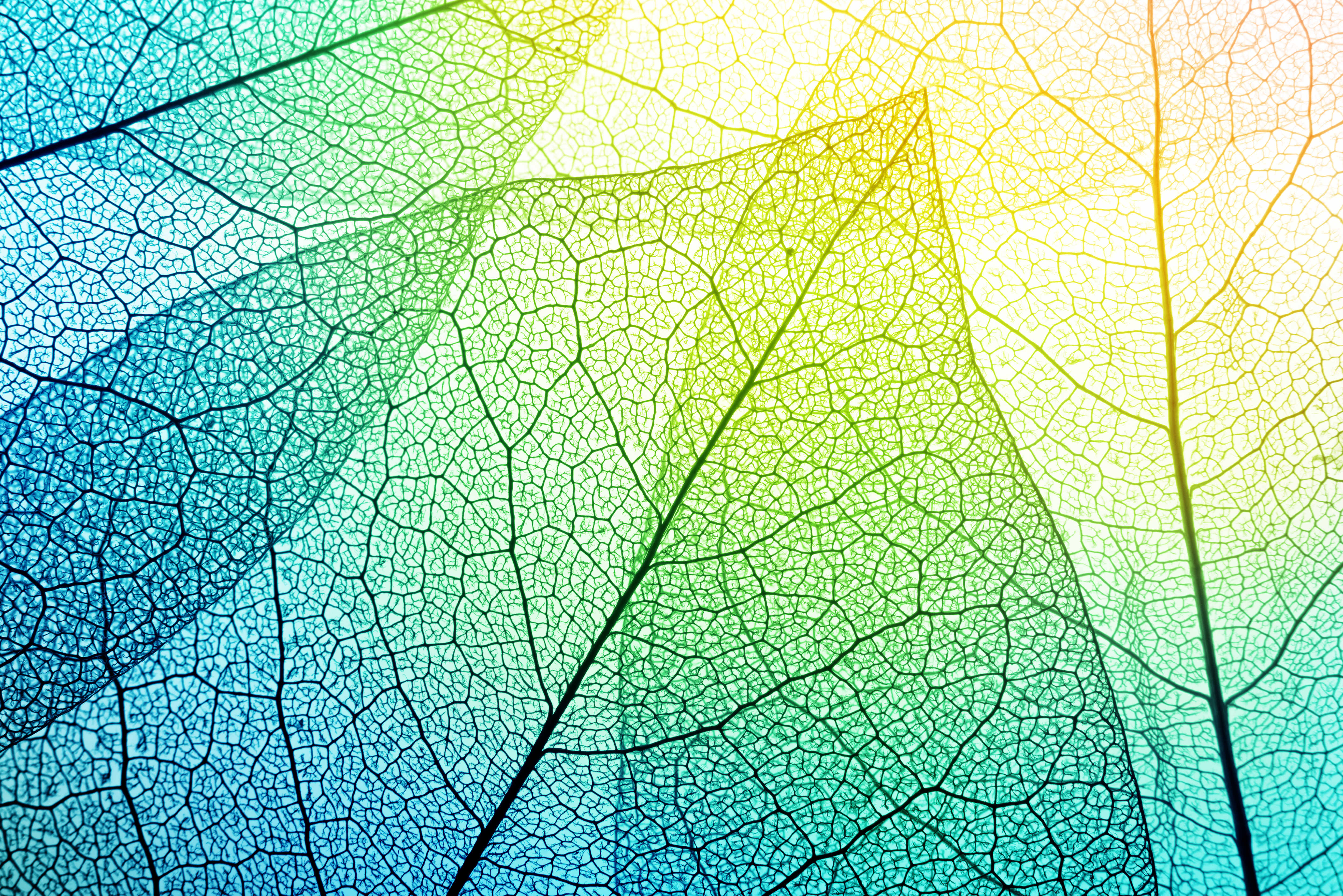 Fractal patterns within leaves
